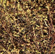 Image result for Asplenium lunulatum