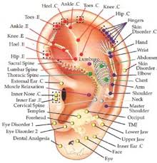 Auriculotherapy Tcm Ear Analysis Points Ear Reflexology