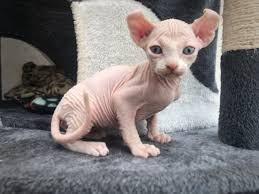 Meet the cougars of big cat rescue and learn about the florida panther. Female Sphynx Kitten For Sale Sphynx Kittens For Sale