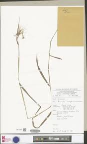 Image result for Euclasta condylotricha