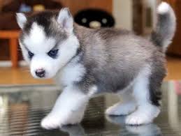 The siberian husky is a relatively healthy breed with eye issues as the leading health problem in the. Husky Puppies With Blue Eyes For Sale Off 75 Www Usushimd Com