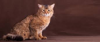 Be advised that most somali shillings in circulation are believed to be counterfeit. Somali Katze Rasseportrait