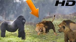 If the lion can get in close enough and score an accurate bite, he could end the fight before it even begins. Craziest Animal Fights Lion Vs Crocodile Bear Tiger Gorilla Elephant Buffalo Wild Animal Attacks