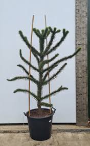 Free shipping on orders over $75. Monkey Puzzle Tree Araucaria Araucana Chilean Pine London Uk
