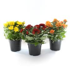 The cylinders bores were attached to the outer case at the 12, 3, 6 and 9 o'clock positions) for greater rigidity around the head gasket. Chrysanthemums Life Is A Garden