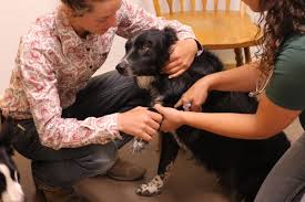 Maybe you would like to learn more about one of these? Shortage Of Rural Veterinarians Puts Farmers Food Supply At Risk Harvest Public Media
