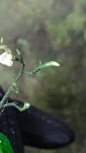 Image result for Justicia mollugo