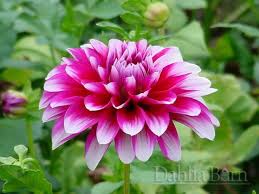 Patches Dahlia Barn Dahlia Flowers Unique Flowers