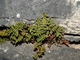Image result for Pityrogramma argentea