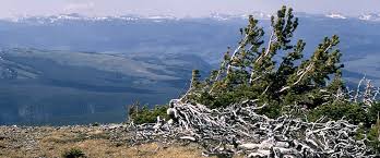 This page includes a description of yellowstone national park. Plants Yellowstone National Park U S National Park Service