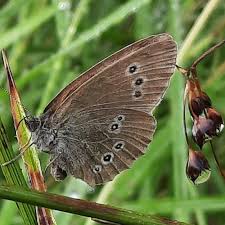 Image result for Aphantopus hyperantus