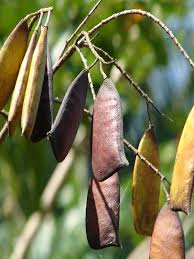 Image result for Caesalpinia sappan