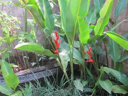 Either yellow, white, pink, shocking pink or even… How To Create A Balinese Style Garden Pot Gardening