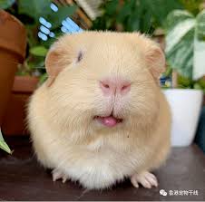 我是新手天竺鼠(豚鼠、荷蘭豬)爸爸， 最近在紀錄我們家啾啾及橘子體重時， 總是沒找到適合我使用的工具， 所以就趁空擋寫了這個app來記錄他們的生活， 希. ä¸ºä»€ä¹ˆä¸èƒ½è®©è·å…°çŒªé¥¿è‚šå­ çº¤ç»´