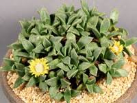 Image result for Nananthus