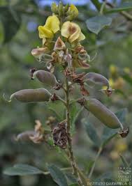 Image result for Crotalaria micans