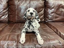 Discuss your puppy adoption concerns. Dalmatian Puppies Petland Frisco Tx