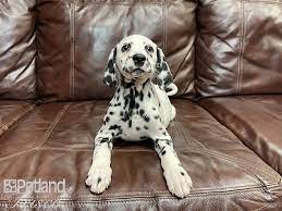 Petland puppies for sale texas. Dalmatian Puppies Petland Frisco Tx