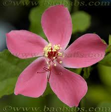 Image result for Hibiscus fuscus
