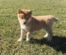Shiba Inu Puppies for Sale Near Me from Vetted Breeders