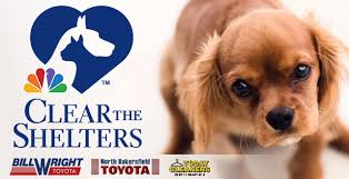 Rescuers of labradors, retrievers, and mixed breed dogs in san diego, san bernardino, and orange counties. Clear The Shelters Kget 17
