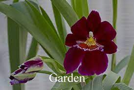 Hours may change under current circumstances Beachwood Florist Flower Delivery By Paradise Flower Market