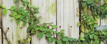Please support each other and post questions, answers list of climbing plant names of true climbers that will climb any suitable structure by various means. Ficus Species Climbing Fig Creeping Ficus Creeping Fig Ficus Pumila