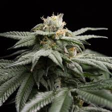 The strain is recommended for those that love the fruity and sweet tastes that some strains offer. L A Gelato Sherbinski X Hso Cannabis Seeds Zamnesia