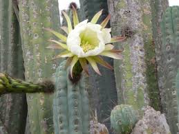 The sacred cactus offers you the possibility of living a unique experience, while you clean your body and expand the perception you. San Pedro Huachuma South America S Hallucinogenic Cactus