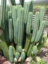 If you're having payment issues please contact us and. Echinopsis Pachanoi Wikipedia