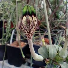 Image result for Ceropegia nutans