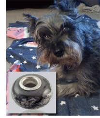 We did not find results for: Cremation Jewelry For Pet Ashes