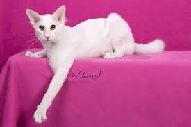 © angelika schroth nikos (janindra's forgiven) breed: Cat Colours White