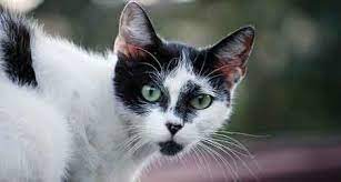 The Secret Lives Of Feral Cats Science Smithsonian Magazine