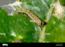 Image result for Archips rosanus