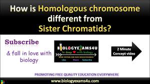 Maybe you would like to learn more about one of these? Difference Between Homologous Chromosome And Sister Chromatids Youtube