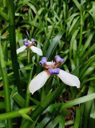 Image result for Tricalysia kivuensis