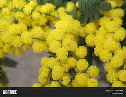 Jo malone london takes inspiration from its british heritage in all that it creates. Yellow Mimosa Flowers Image Photo Free Trial Bigstock