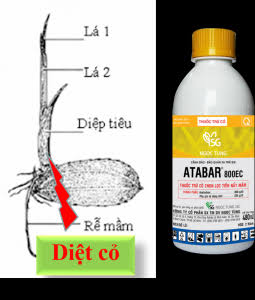 Atabar 800EC