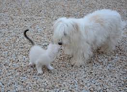 Image result for kitten and puppies friendship