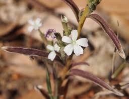 Image result for Buchnera