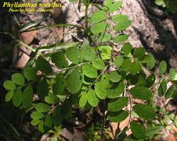 Image result for Phyllanthus tenellus