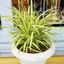 Chlorophytum Plante Carre Main 12220876 Jpg 500 500 Interior Design Trends Trending Decor Living Room Interior