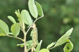 Image result for Indigofera astragalina