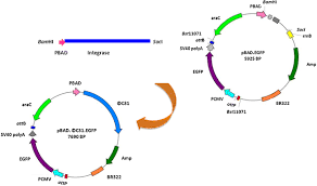 In his strong hand the man held a rose. Construction Of A New Minicircle Dna Carrying An Enhanced Green Florescent Protein Reporter Gene For Efficient Expression Into Mammalian Cell Lines Springerlink