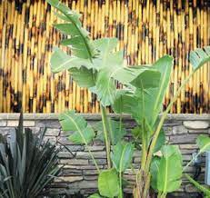 Bamboo Fences Bamboo Fences California Bamboo Fences Orange County Bamboo Fences Los Angeles Rolled Bamboo Fences S Bamboo Fence Garden Fence Bamboo Garden