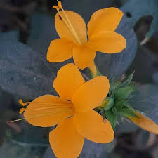 Image result for Barleria superata