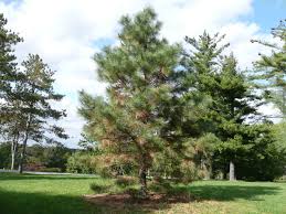 What To Do If A Pine Tree Is Turning Yellow Plant Talk Nurserylive Wikipedia