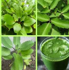 Image result for Erucastrum arabicum