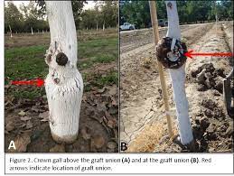Crown Gall On Walnuts Assessing Origin Of Infection Disease Management And Prevention Nut Olive And Prune Programmatic News Anr Blogs